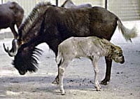 De wisent