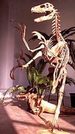 Wat eet de Velociraptor