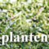 Plant?