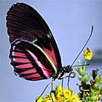 De vlinder