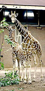 De giraffe