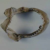 Deze kaak?