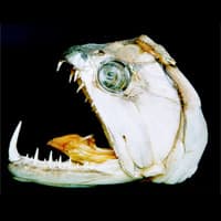 Deze kaak?
