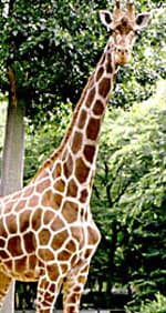 De giraffe