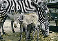 De zebra