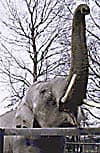 olifant