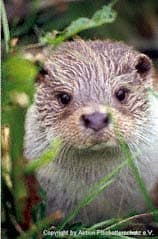 loutre