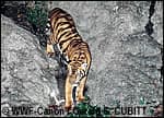 Indo-Chinese tijger